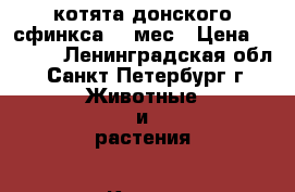 котята донского сфинкса 1,5мес › Цена ­ 7 000 - Ленинградская обл., Санкт-Петербург г. Животные и растения » Кошки   . Ленинградская обл.,Санкт-Петербург г.